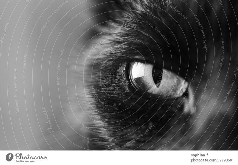 Schwarz-Weiß-Nahaufnahme von Katzenauge, Auge einer schwarzen