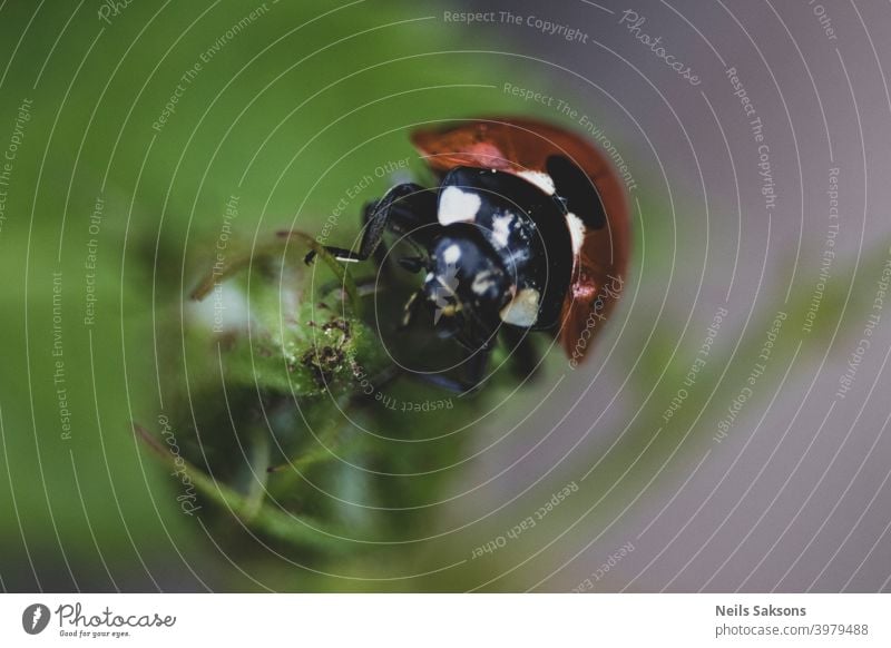 Marienkäfer, der auf einem grünen Blatt krabbelt, Makroaufnahme der Tierwelt. allein Hintergrund schön Schönheit schwarz Klinge hell Wanze Fehler Farben Tag