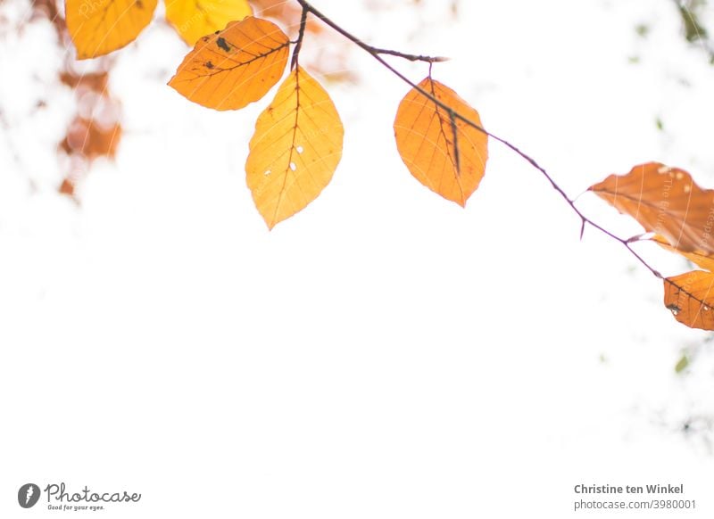 Orange Herbstblätter an einem dünnen Zweig. Blick nach oben gegen den weißen Himmel. Froschperspektive. Blätter Herbstfärbung bunte Blätter Herbstlaub filigran
