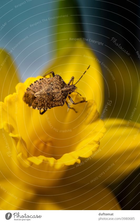 Makro Aufnahme eines Käfers der auf gelber Narzisse krabbelt klein Insekt Pflanze Tier Natur Garten Panzer Frühling Blume 1 Blüte Blühend krabbeln