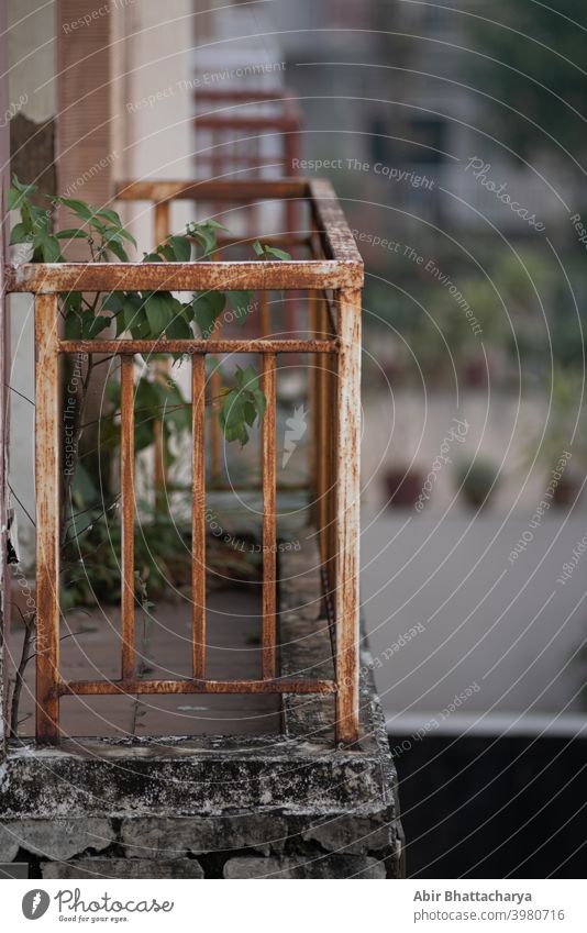 Kleine Grünpflanze auf einem verlassenen Balkon mit rostigem Eisengitter-Geländer. Pflanze grün Verlassen Unschärfe Rust Grillrost bügeln klein Metall