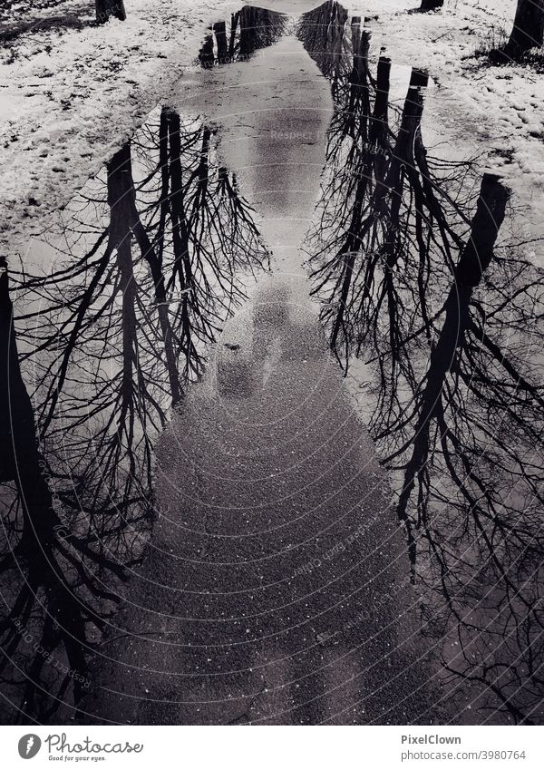 Ein Pfütze auf einem Spazierweg mit spiegelnden Bäumen darin Pfützenspiegelung Reflexion & Spiegelung Außenaufnahme Wasser Asphalt Regen baum Baum Wetter