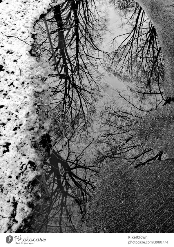 Bäume, die sich in einer Pfütze spiegeln Spiegelung Reflexion & Spiegelung Wasser Spiegelung im Wasser Wolken Natur Landschaft Außenaufnahme Winter ruhig