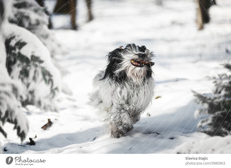 Tibetischer Terrier Hund läuft mit Stock im Maul zwischen Bäumen im Winterwald tibetisch Haustier Schnee rennen Baum Wald Kiefer Tag kleben weiß Kopie Raum Tier