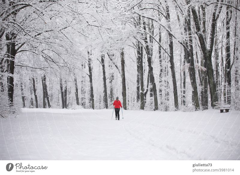 Frau beim Skilaufen im verschneiten Stadtpark Sport Skifahren Skilanglauf Natur Wald Park Schnee Schneelandschaft Schneeschuhe Freizeit & Hobby Winter