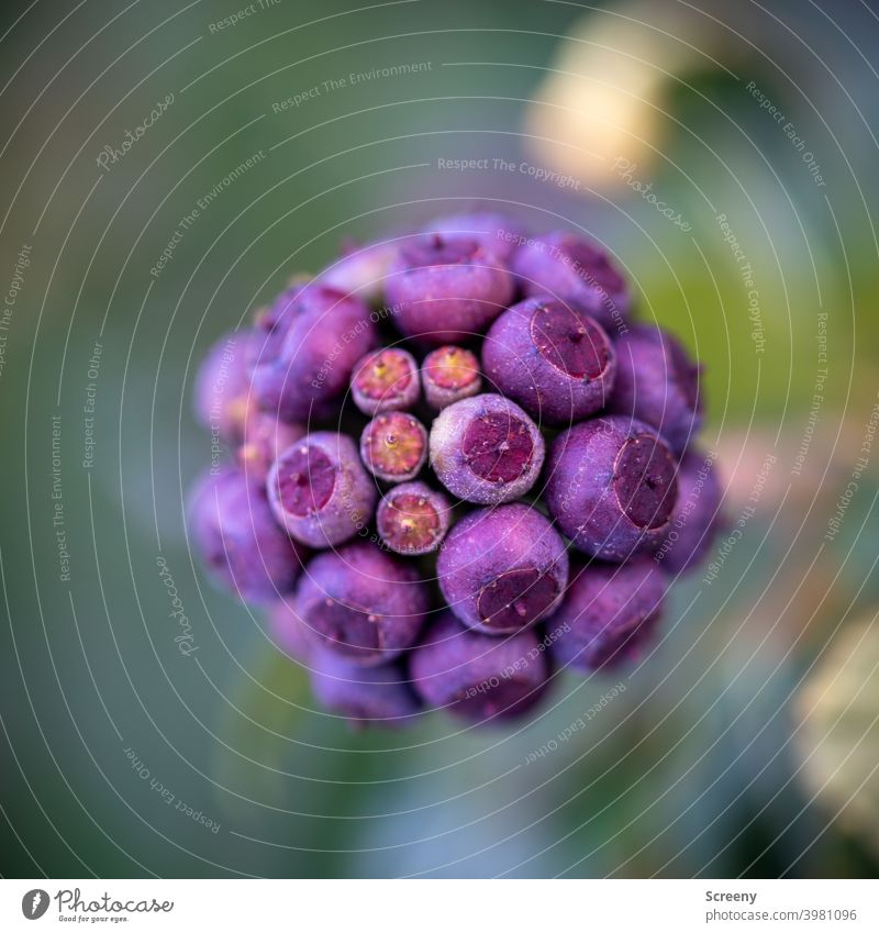 Kugelige Kapseln Natur Pflanze Kugeln kapseln Blüte Wachstum Zusammenhalt lila grün natürlich Makroaufnahme Anordnung Strukturen & Formen