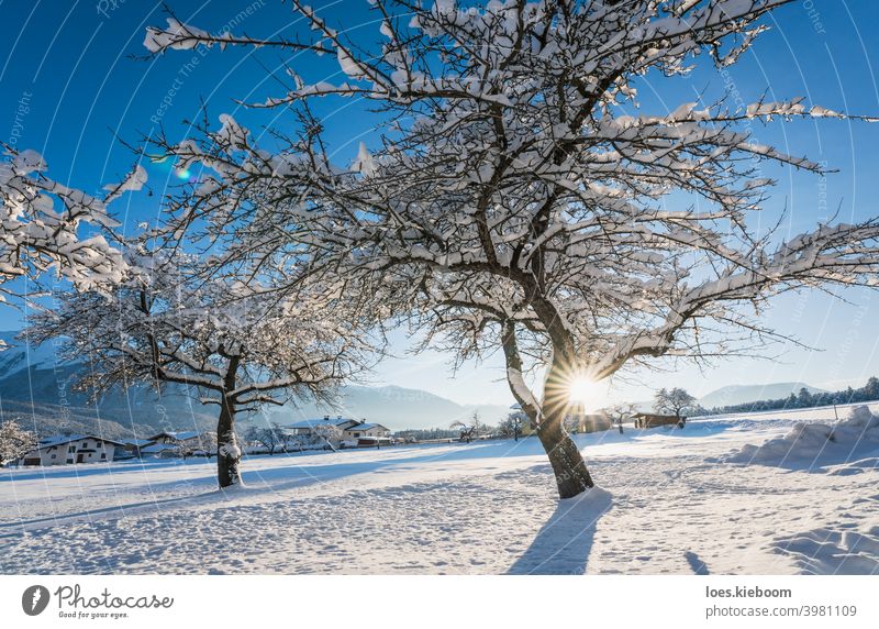 Laublose alte Apfelbäume mit Schnee bedeckt in sonniger Winterlandschaft in Wildermieming, Tirol, Österreich Apfelbaum Berge u. Gebirge laublos Dorf Alpen