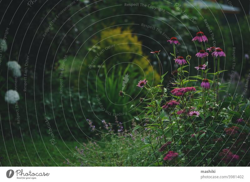 schöne Sommerabend Garten Blick mit blühenden Echinacea und andere Blumen. Private romantische Hütte Garten Natur Pflanze Sonnenhut purpur geblümt Überstrahlung