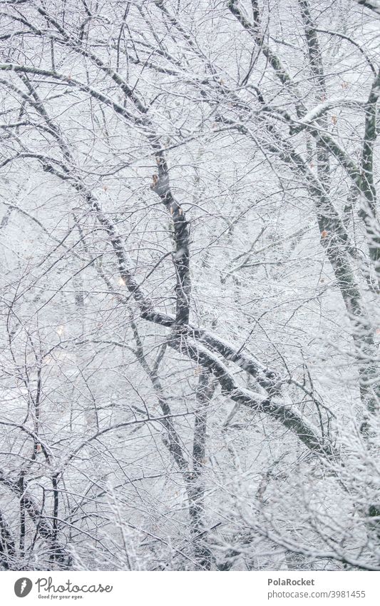 #A0# Winterwald Winterstimmung Wintertag winterlich Winterlicht Bäume Äste Schnee schneetreiben