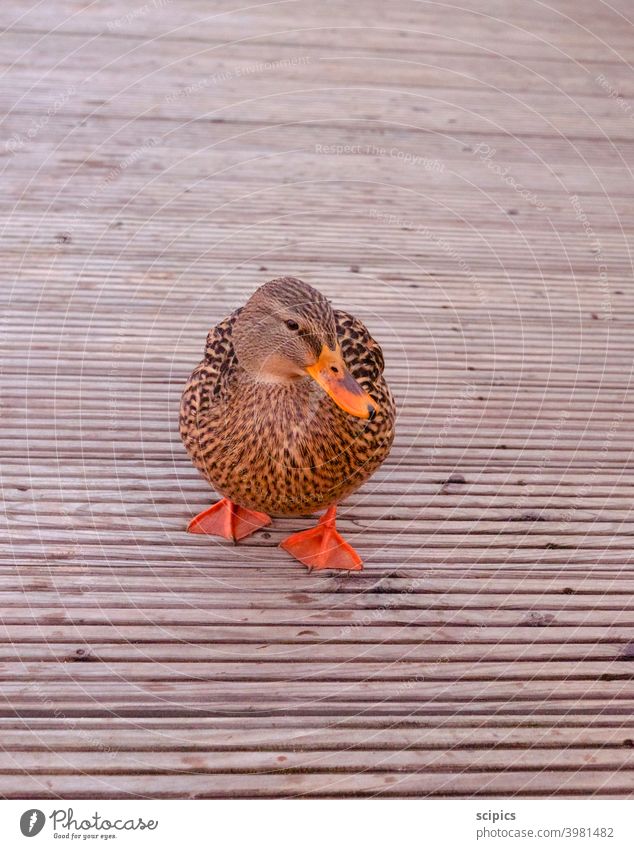 Ente auf einem Holzsteg an einem ruhigen See Enten Steg Natur Wasser Tier Vogel Teich Außenaufnahme Farbfoto Schwimmen & Baden Reflexion & Spiegelung Tag