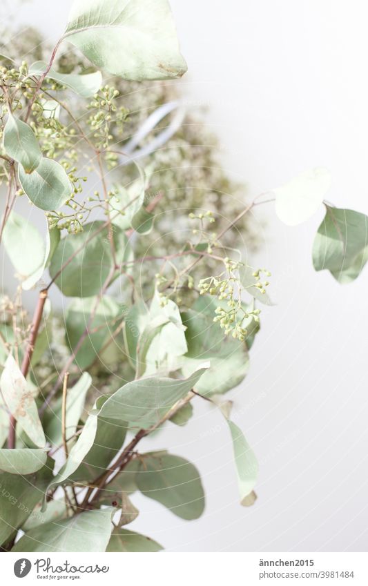 Vorne im Bild ist ein Strauß getrockneter Eukalyptus, hinten sieht man unscharf einen Kranz aus weißem schleierkraut Trockenblumen grün kranz weiss Blume