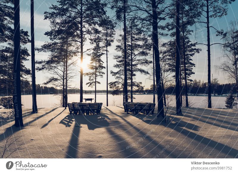 Kiefernwald am See an einem sonnigen Wintertag Europa Januar Tanne Feiertag Weihnachten Licht Schilfrohr Wanderung Lettland Waldsee Windstille weiße Farbe
