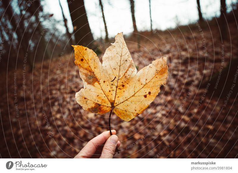 Herbstliches Ahornblatt Bokeh abschließen Konifere Koniferenwald Nadelwald Aushärten geschnitten dichter Wald trocknen Tannenzweig Tannenzapfen Forstwirtschaft
