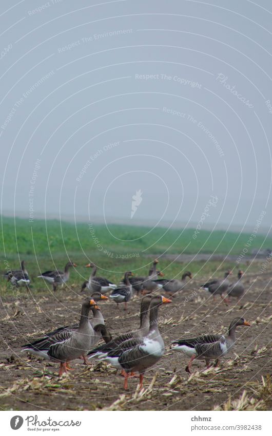 Graugänse Gänse graugänse Tier Vogel Natur Vögel Feld Acker Nebel Deich diesig Außenaufnahme Himmel Tiergruppe Umwelt Wildtier Schwarm Herbst Zugvogel rasten