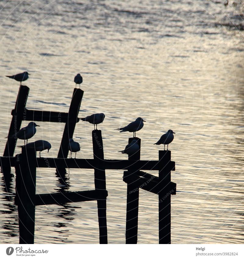 Silhouetten von Möwen auf Holzpfählen im Gegenlicht der Abendsonne am Dümmer See Pfahl Holzpfahl Wasser Sonnenlicht Vogel Natur Vögel Tier Außenaufnahme