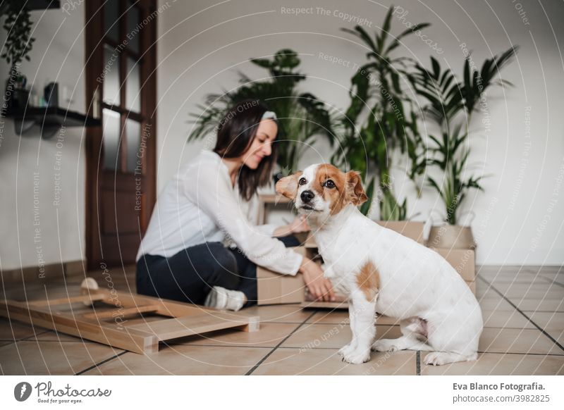 junge Frau montieren Möbel zu Hause arbeiten mit Hammer. DIY-Konzept. niedlichen kleinen Hund neben. Liebe es selbst machen heimwärts Kuss Umarmung Zusammensein
