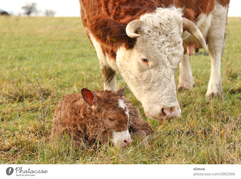 ein neugeborenes Kälbchen liegt vor seiner Mutter im Gras / Fleischfleckvieh / Tierverhalten Rind Kalb Freilandhaltung Mutterkuhhaltung Kuh Weide Wiese Horn