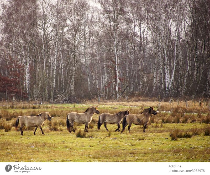 Wildpferde beobachten auf der Weide, wie sich ein Fotograf versucht anzuschleichen. Pferd Pferde Herde Wildtier wild Tier Außenaufnahme Farbfoto Natur Tag