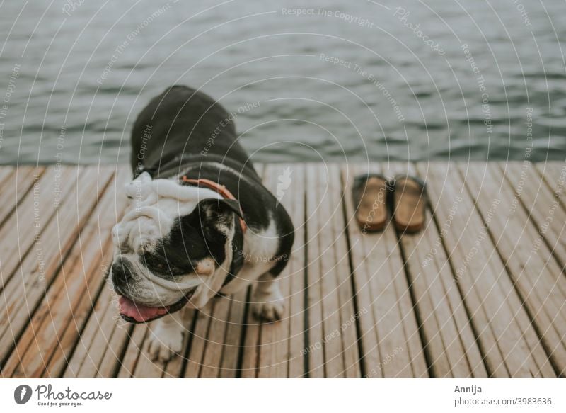 Nach dem Schwimmen Englische Bulldogge Hund Schuhe Sommer schwimmen Wasser See MEER erwärmen Haustier Tier französische Bulldogge niedlich