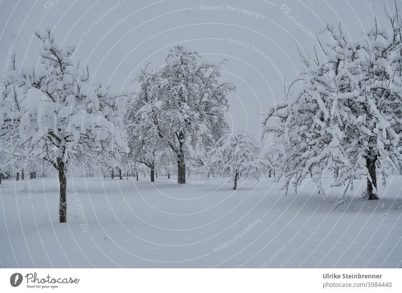 Tief verschneite Obstbäume auf Baumfeld Bäume Apfelbäume Neuschnee Schnee Winter weiß Winterlandschaft Natur Schneelandschaft Wintertag Jahreszeiten