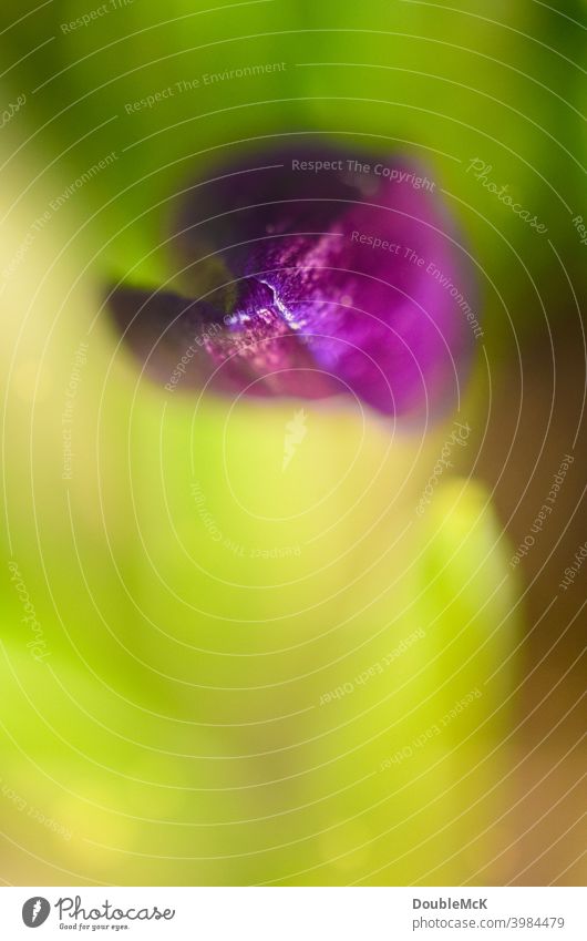 Die Spitze einer lilanen Blumen als Makroaufnahme Lila Blume grün Pflanze Pflanzenteil Blüte violett Farbfoto Schwache Tiefenschärfe Frühling natürlich