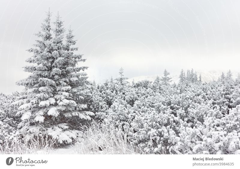 Winterliche Berglandschaft mit schneebedeckten Bäumen bei Nebel. Baum Berge u. Gebirge Schnee Wetter Natur Wald Landschaft Saison Schneefall Polen