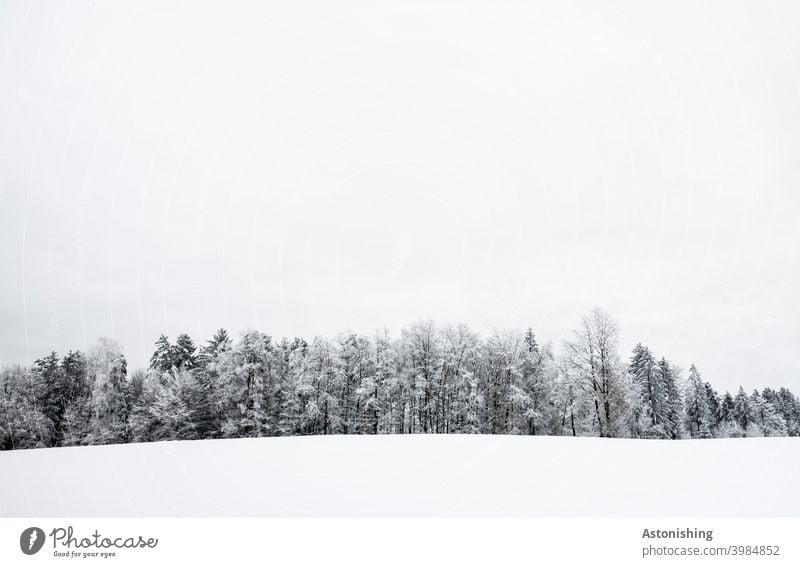 Wald-Linie im Winter Österreich Farbfoto Textfreiraum unten stille ruhig Einsamkeit Tag Textfreiraum oben Klima Schneedecke Jahreszeiten Menschenleer