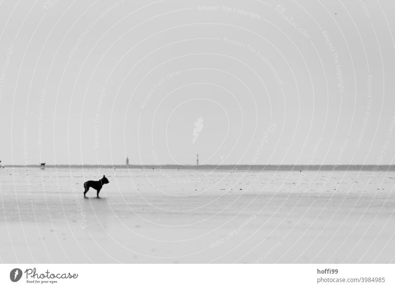 der Hund steht im Watt und weiß nicht weiter - die Flut kommt gleich .... Wattenmeer Ebbe minimalistisch Minimalismus Nordsee Meer Küste Wasser Ferne Strand
