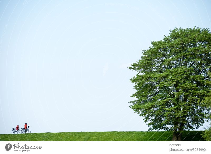 zwei Radfahrer mit einem großen Baum auf einem grünen Deich Radfahren Radfahrerin radfahrer Deichkrone großer Baum grüne Wiese Lifestyle im Freien Biker Fahrrad