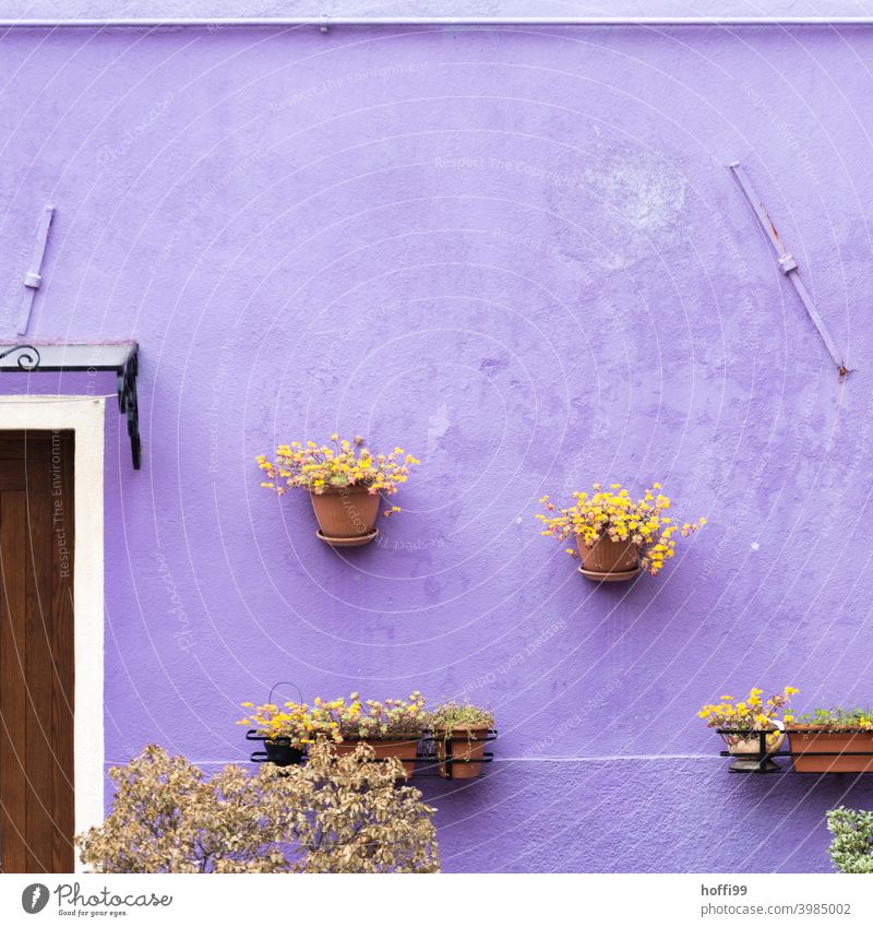 Blumentöpfe an einer lila Wand in der Altstadt von Venedig Pflanze hängen Mauer Haus Fassade Dorf alt Häusliches Leben Tür farbenfroh Farbenfrohe Gebäude
