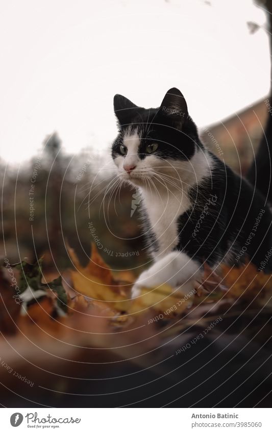 Vertikale Aufnahme einer Katze, die im Herbst vorsichtig über nasse Blätter läuft und dabei einen lustigen Gesichtsausdruck macht Spaß pelzig laufende Katze