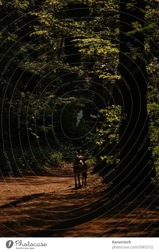 Ein Hund spaziert durch einen Wald. Weg Waldweg Pfad spazieren Tier Haustier Säugetier Baum Bäume Baumstämme Laubwald Blätter grün braun Sommer Sonne Abendsonne