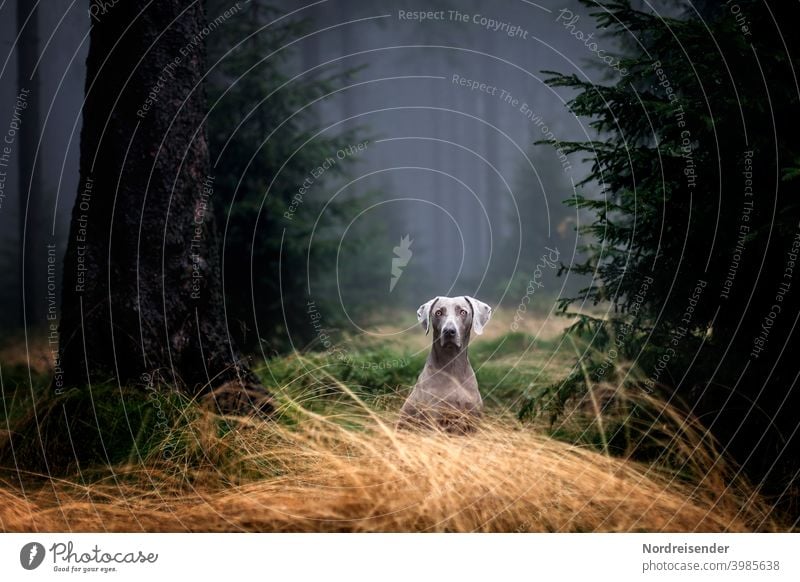 Weimaraner Jagdhund in einem nebligen Wald wartet auf Abruf weimaraner vorstehhund wald jagdhund nebel regen spannung geheimnisvoll baum bäume revier jagdrevier