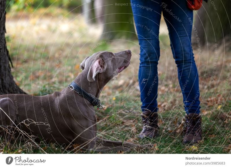 Junger Weimaraner Jagdhund bei der Hundeschule im Wald weimaraner person wald vorstehhund jagdhund wandern unterwegs jagdausbildung gehorsam lernen welpe