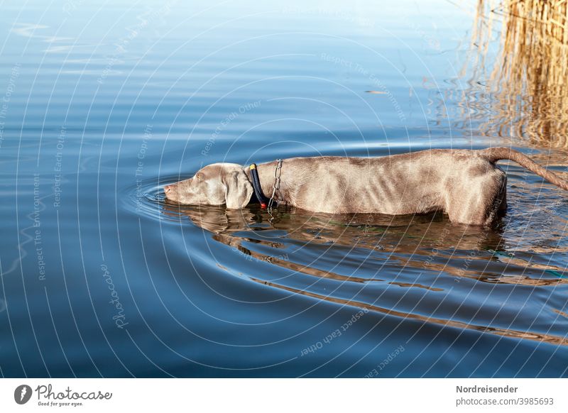 Junger Weimaraner Jagdhund erkundet einen See weimaraner vorstehhund wasser see baden schwimmen lernen erkunden wellen schilf freund bester freund trinken jagd