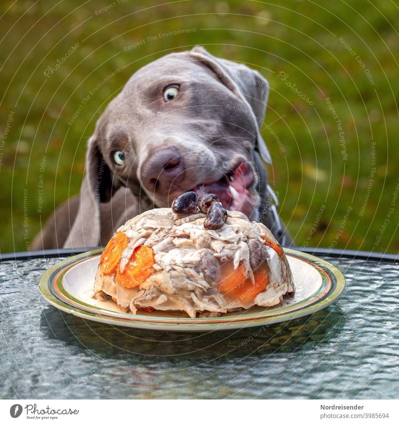 Weimaraner Jagdhund bekommt zum ersten Geburtstag eine Hundetorte weimaraner vorstehhund welpe fressen hundefutter gierig verfressen kurios lustig komik