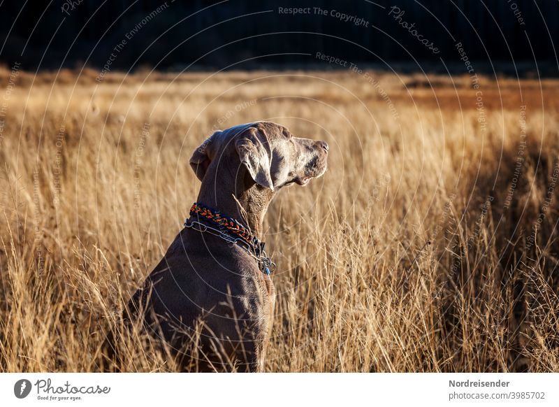Junger Weimaraner Jagdhund genießt die Abendsonne weimaraner jagdhund vorstehhund wald erkunden freund bester freund stolz glanz fell tarnung frühling