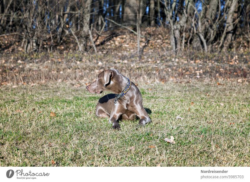 Weimaraner Jagdhund sonnt sich auf einer Wiese am Waldrand weimaraner jagdhund vorstehhund wald erkunden freund bester freund stolz glanz fell tarnung sonne