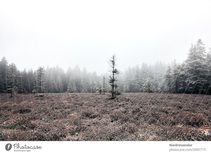 Schützenbergmoor im Thüringer Wald mit erstem Schnee und Nebel Textfreiraum oben thüringer wald einsamkeit natur landschaft kälte menschenleer ökologie gras