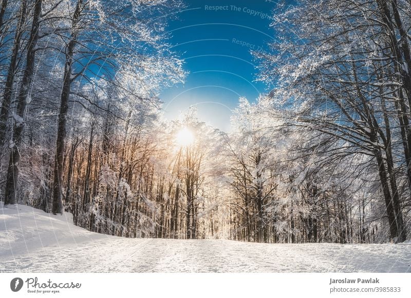 Sonniger Tag in den Bergen Höhe Winterzeit Ausflug Klima Schnee Berge u. Gebirge Natur Eis im Freien reisen Landschaft Himmel kalt schön Saison Wald verschneite