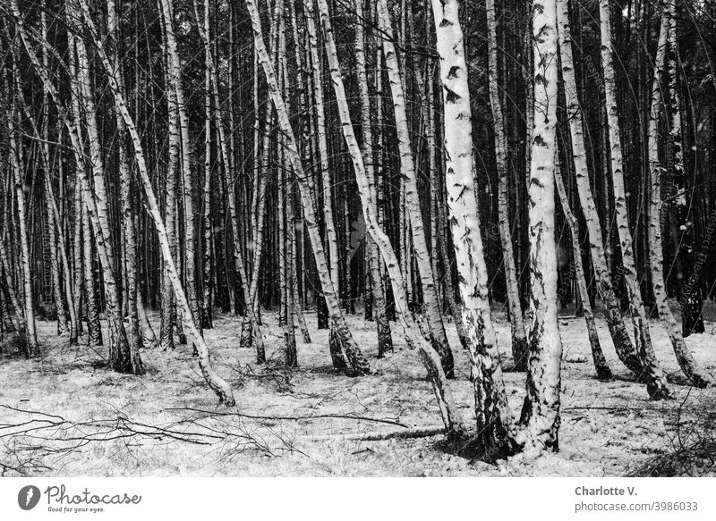 Strukturierte Birken | Winterwald Winterlandschaft Schneelandschaft Landschaft Wintertag Winterstimmung Außenaufnahme weiß Bäume Menschenleer Wald Natur kalt