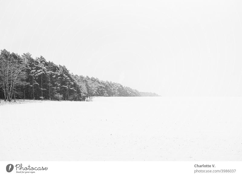 Unendliche Weiten | Winterlandschaft Schneelandschaft Landschaft Wintertag Winterstimmung Außenaufnahme weiß Bäume Menschenleer Wald Natur kalt Jahreszeiten