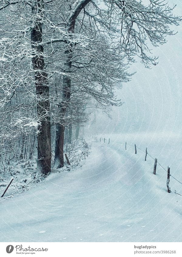 Winterliche Pfade - Winterwald Schneelandschaft Wege & Pfade Winterwandern Winterwanderweg Bäume Baum Zaunpfähle Schneedecke schneebedeckt Winterurlaub