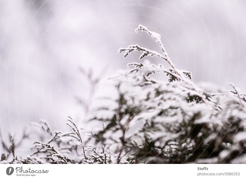 eine schneebedeckte Thujahecke an einem grauen Wintertag Thujazweige Lebensbaum Thujablätter Heckenpflanze Lebensbaumhecke heimisch winterlich nordisch