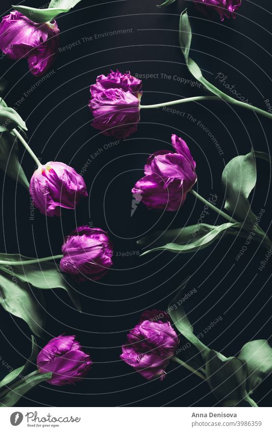 Strauß Pfingstrose Stil Tulpen Tag Haufen Blume Blumenstrauß purpur rosa Natur Frühling grün Muttertag 8. März schön Farbe Blüte Postkarte Sommer rot Geschenk