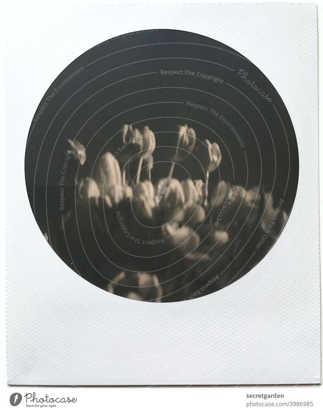 Analoge Karfreitagsstimmung hält sich im Rahmen. Tulpen Schwarzweißfoto Polaroid rund Menschenleer Blumenstrauß Blüte schön düster Nahaufnahme Blühend Geschenk
