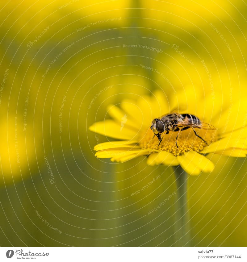 Blumenwiese in gelb Natur Insektenschutz Tier Färberkamille Schwebefliege Pflanze Blüte Farbfoto Schwache Tiefenschärfe Sommer Makroaufnahme Pollen Blühend
