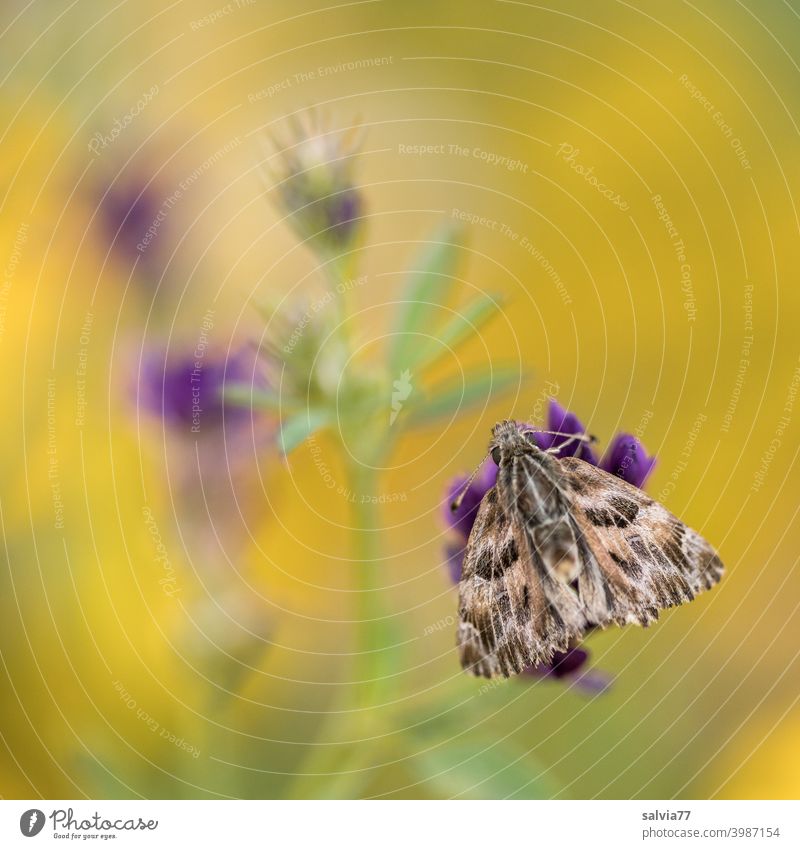 Blumenwiese mit Schmetterling gelb violett Malven-Dickkopffalter Natur Sommer blühen Wiese Blüte Blühend Malvengewächse Schwache Tiefenschärfe Makroaufnahme