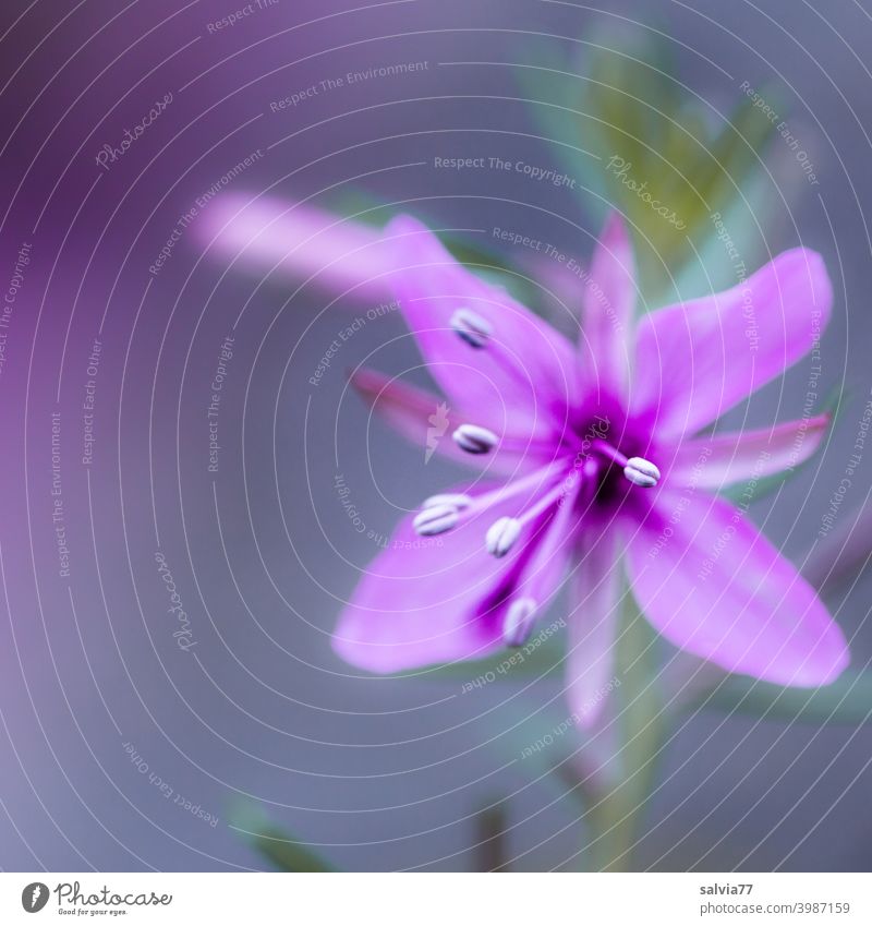 Blüte in zartem lila vor grauem Hintergrund und schwacher Tiefenschärfe Blume Frühling Schwache Tiefenschärfe Detailaufnahme Makroaufnahme Nahaufnahme Blühend