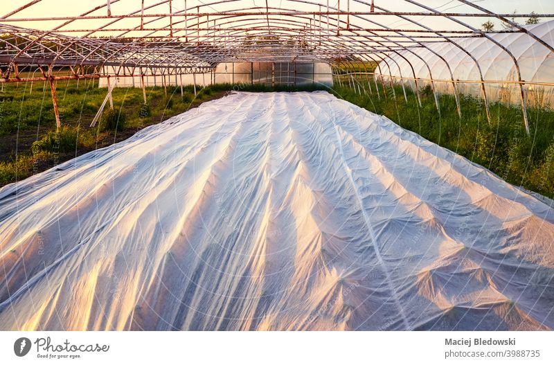 Schwebende Reihendecke ist der Bio-Bauernhof bei Sonnenuntergang. natürlich Kunststoff Deckung schwimmende Reihenabdeckung ländlich Mulch Garten Pflanze